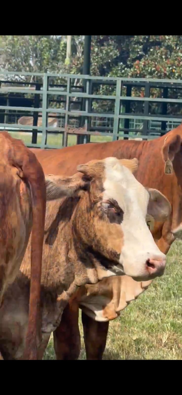 Tiga strip heifers  3