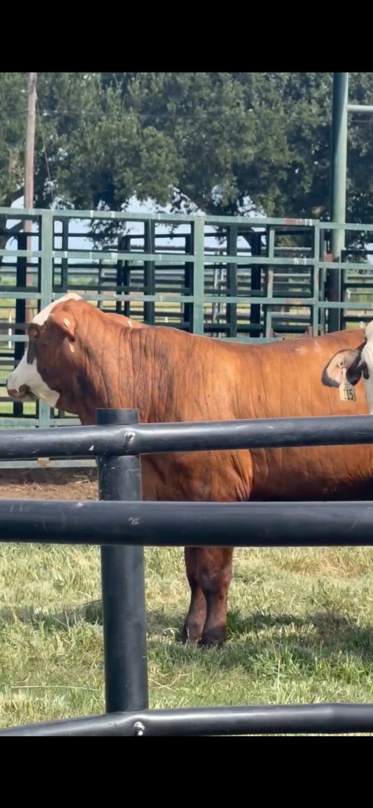 Tiga strip heifers  4