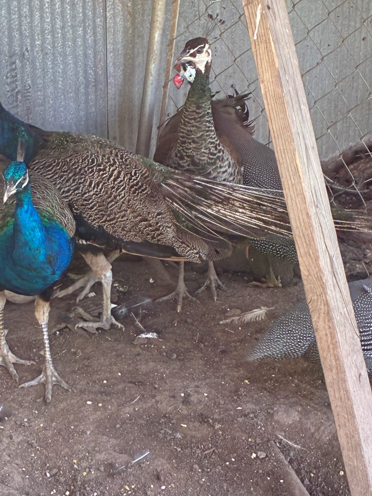 peacocks