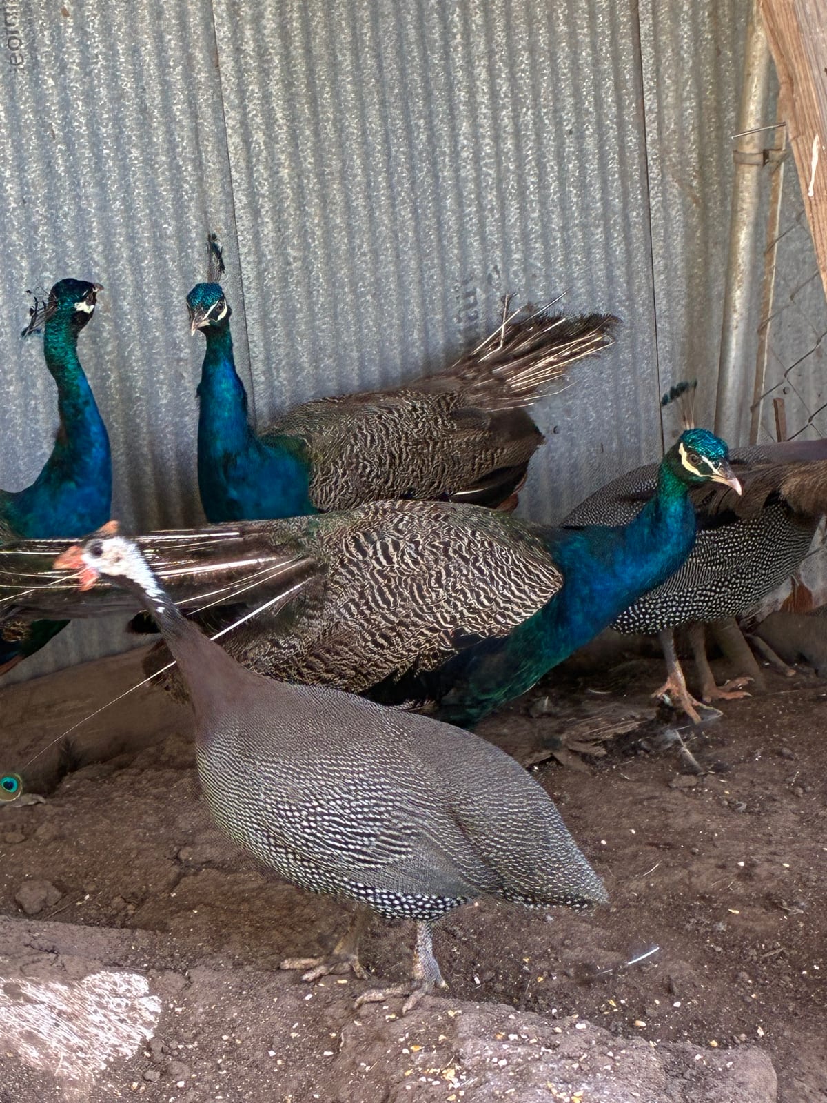 peacocks 2