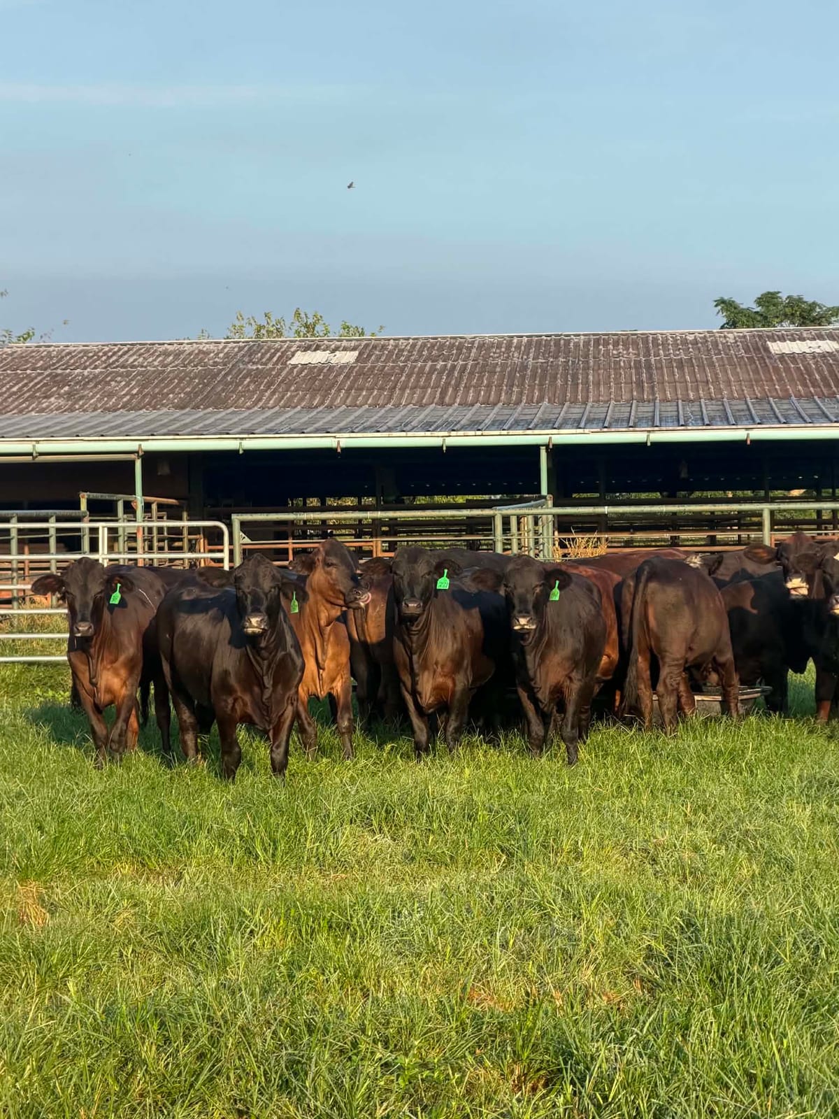 Brangus Heifers