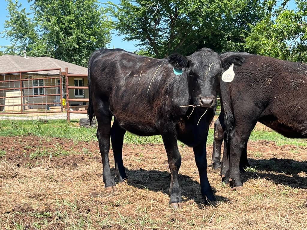 Heifers 