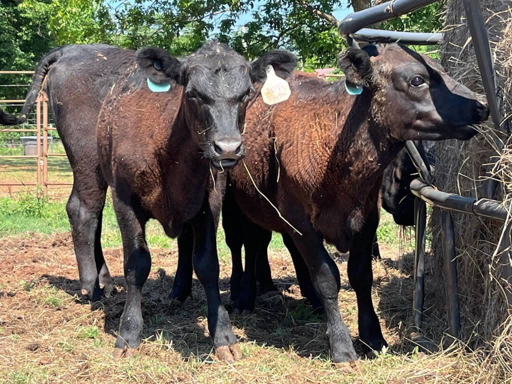 Heifers  2