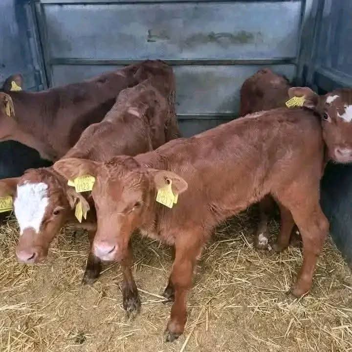 Bull 