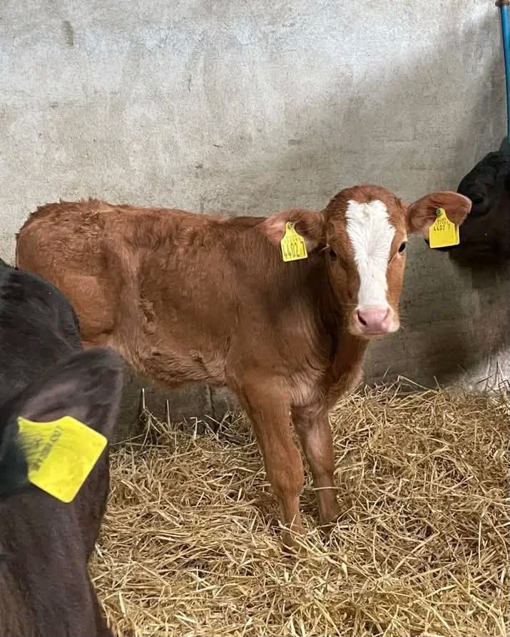Bull  2