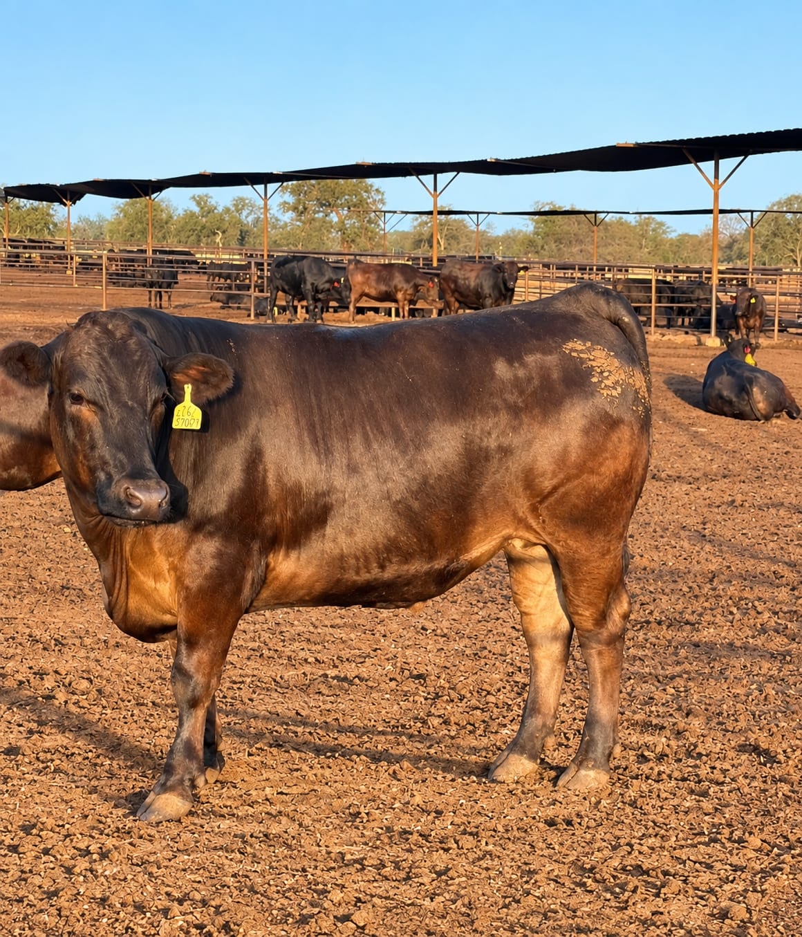Angus Cross Beef Cattle – $4,000