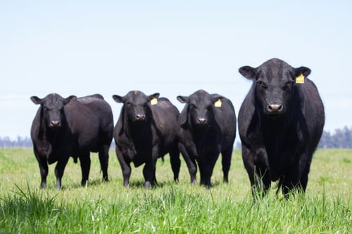 5 Registered Black Angus Bred Heifers – Premium Genetics