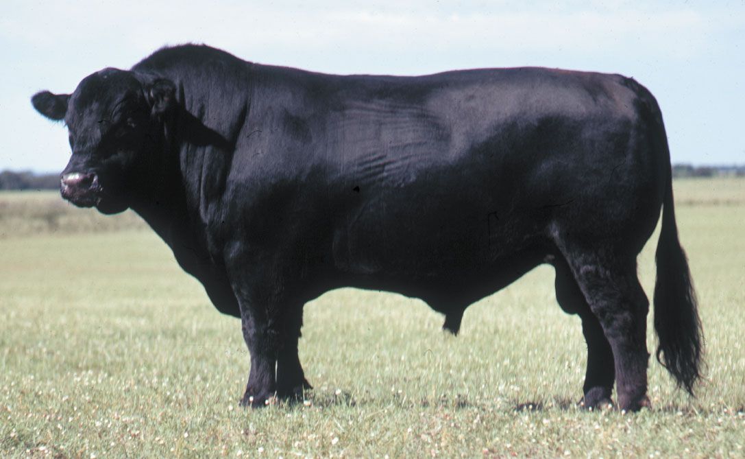 5 Registered Black Angus Bred Heifers – Premium Genetics 2