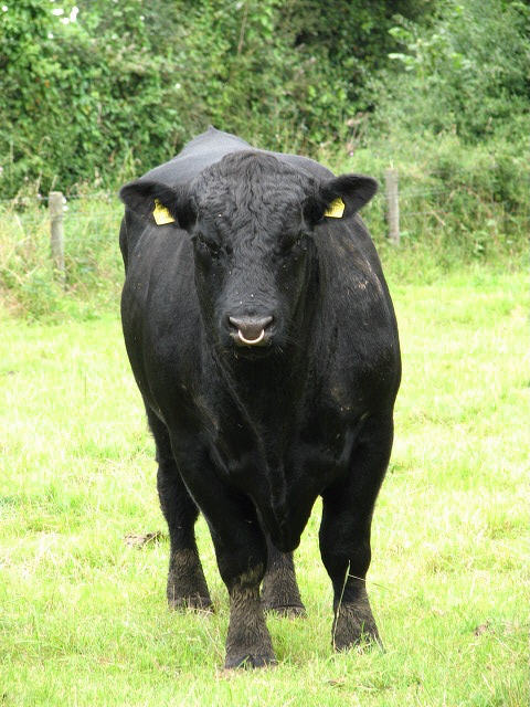 5 Registered Black Angus Bred Heifers – Premium Genetics 3