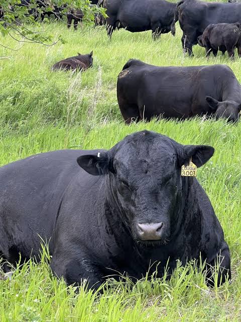 5 Registered Black Angus Bred Heifers – Premium Genetics 4