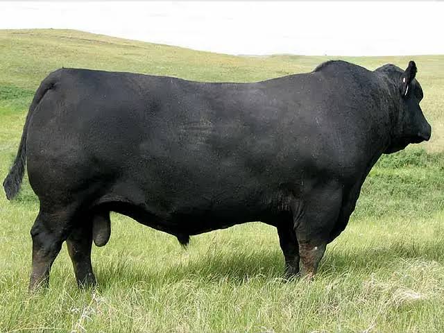 5 Registered Black Angus Bred Heifers – Premium Genetics 5