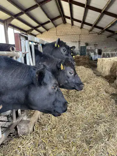 5 Registered Black Angus Bred Heifers – Premium Genetics 6