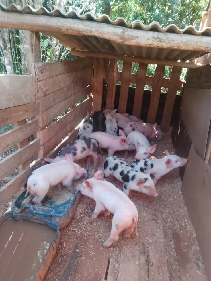 Mini Piglets / Spotted Piglets – For Sale