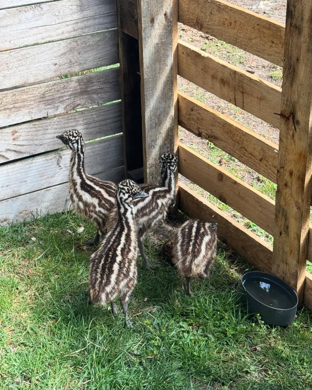 October Family farm sale's 