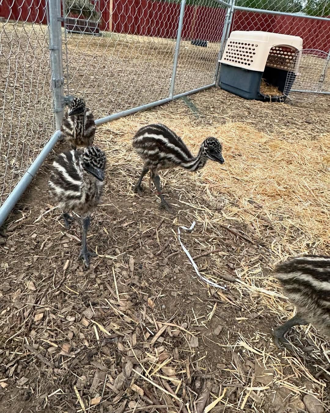 October Family farm sale's  3