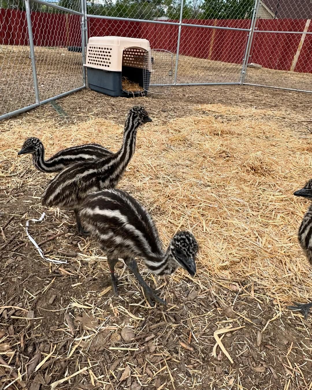 October Family farm sale's  4