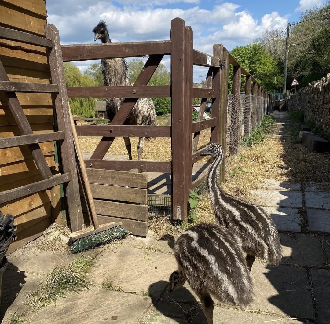 October Family farm sale's  6