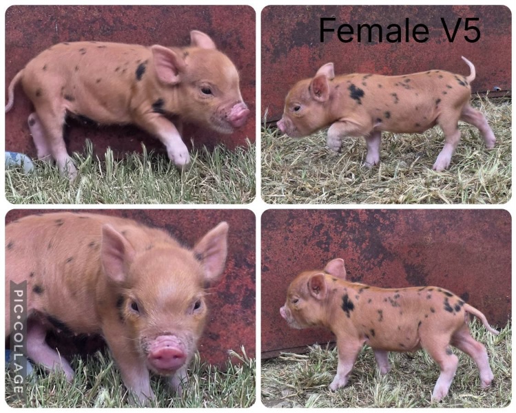 Mini pig piglets