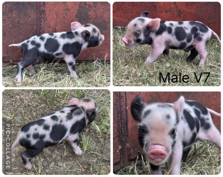 Mini pig piglets 2