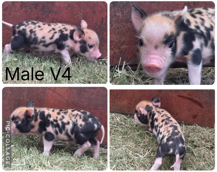 Mini pig piglets 3