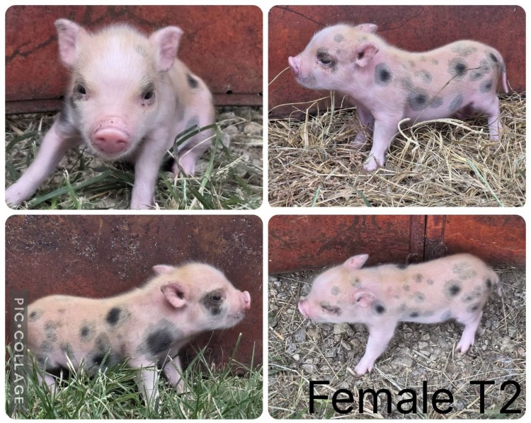 Mini pig piglets 4