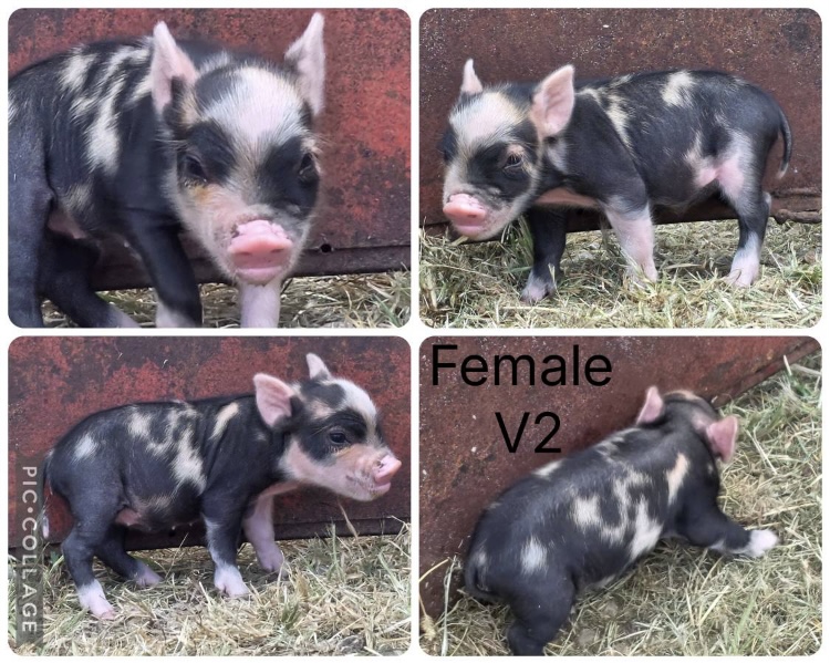 Mini pig piglets 5