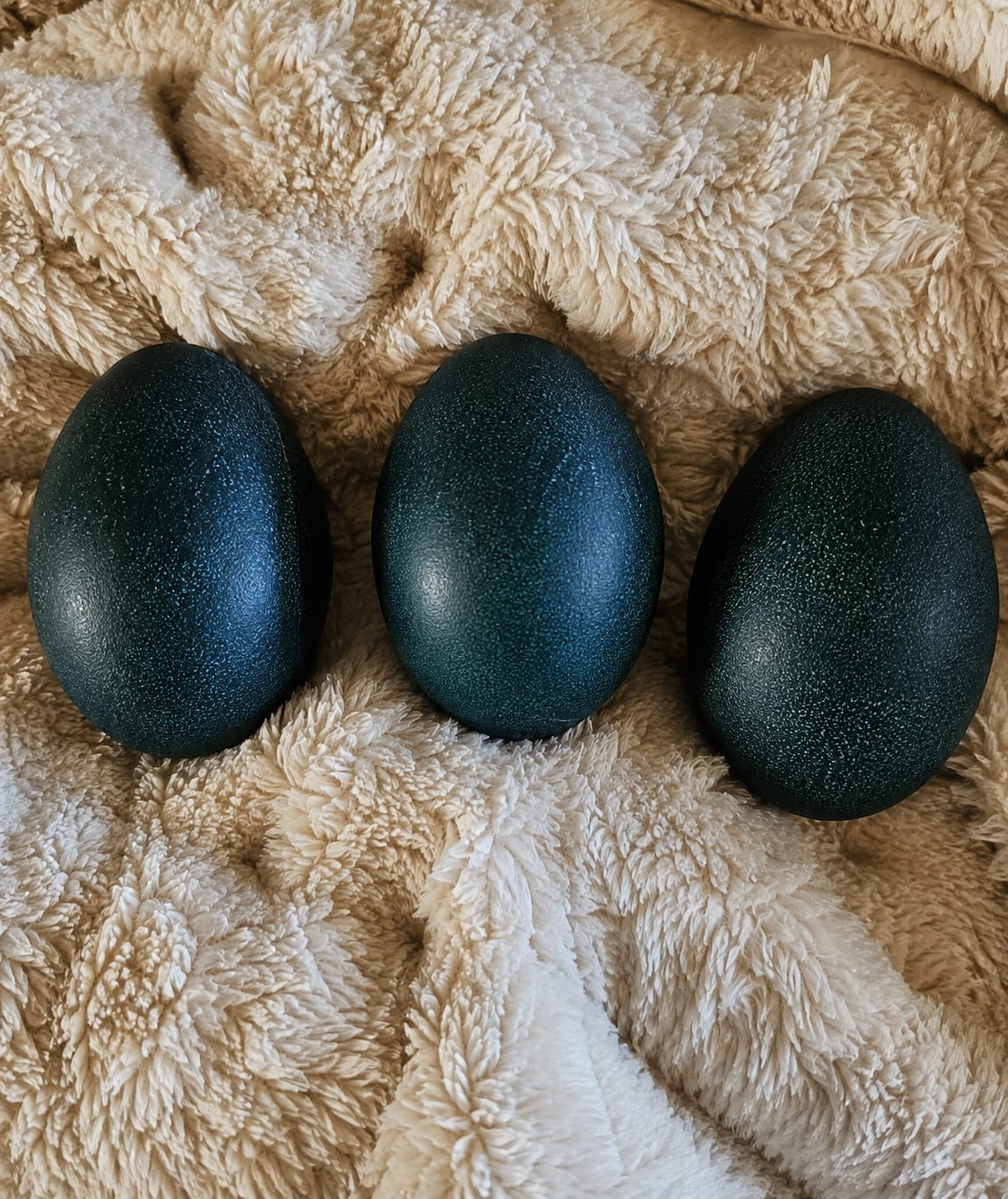 Blonde, White & Standard Emu Chicks & Hatching Eggs