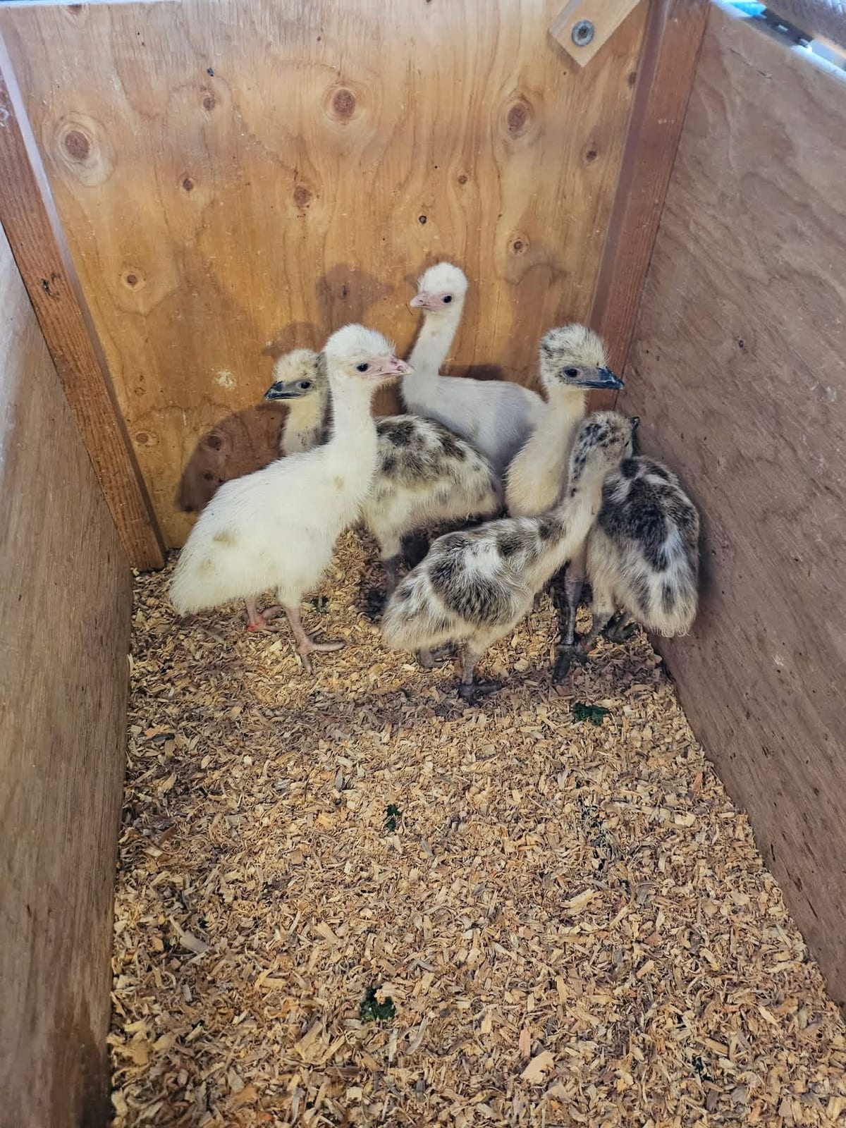 Blonde, White & Standard Emu Chicks & Hatching Eggs 2