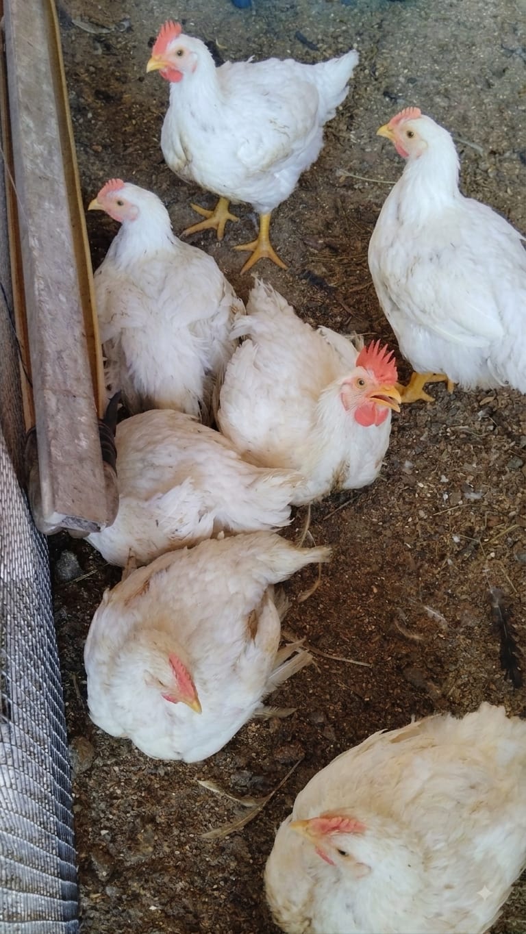 6 Live chicken for sale 